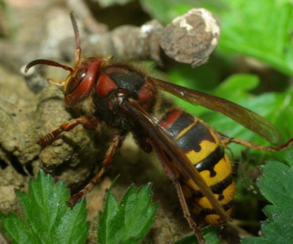 Hornets Vs Wasps? What You Should Know 3 European Hornet
