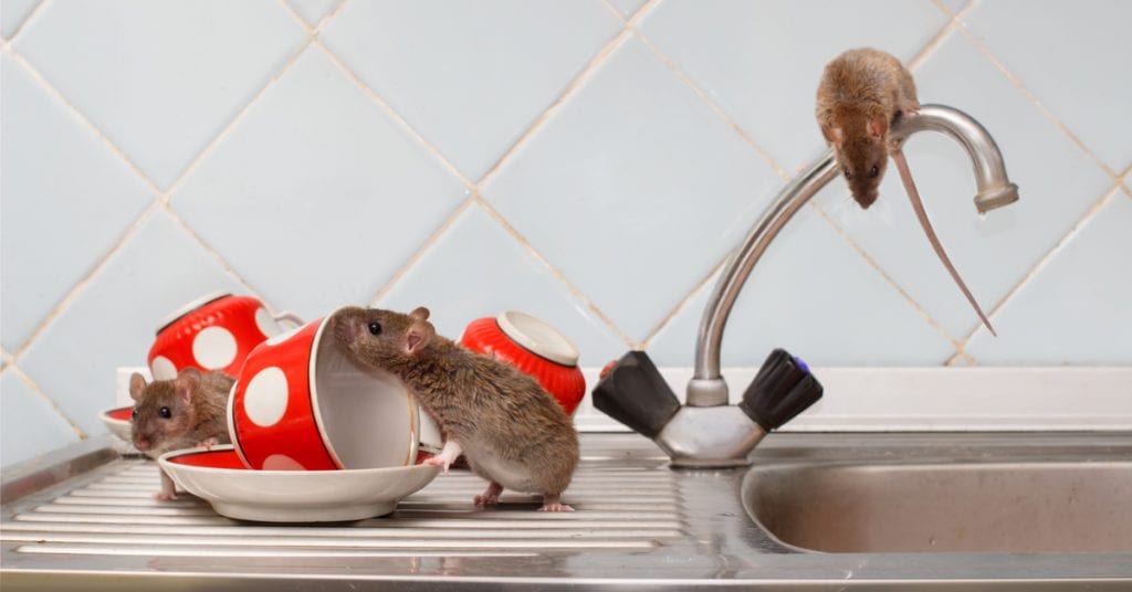 Bergen County Nj Pest Control And Wildlife Removal