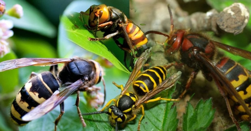 Hornets Vs Wasps What You Should Know
