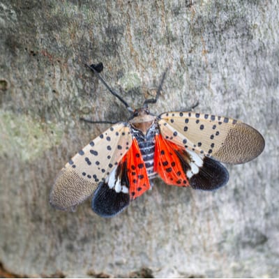 Spotted Lanternfly In Nj: Counties Under Quarantine Restrictions 1 Spotted Lanternfly In Nj: Counties Under Quarantine Restrictions 1