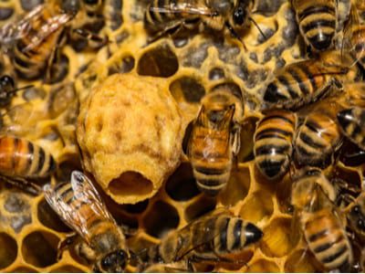 Better Beelive It! 4 Facts About The Honeybee, The Official State Bug Of New Jersey 2