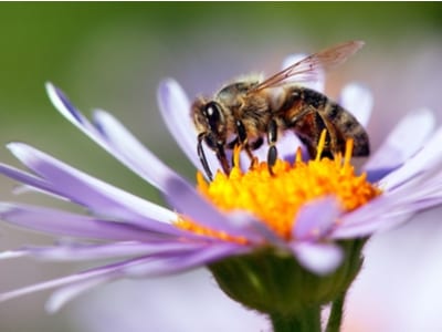 Better Beelive It! 4 Facts About The Honeybee, The Official State Bug Of New Jersey 1