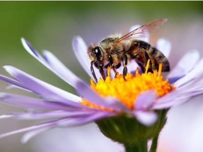 Better Beelive It! 4 Facts About The Honeybee, The Official State Bug Of New Jersey 1 Better Beelive It! 4 Facts About The Honeybee, The Official State Bug Of New Jersey 1