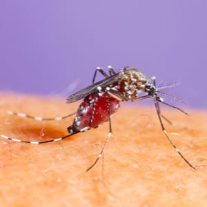 3 Main Types Of Mosquitoes In New Jersey 1 3 Main Types Of Mosquitoes In New Jersey