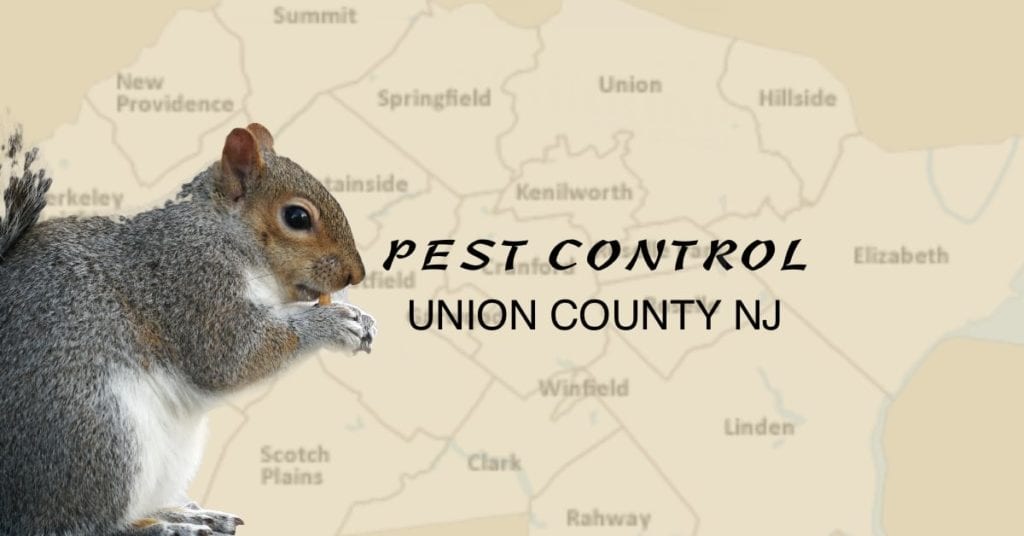 Top Pest Control Union County Nj