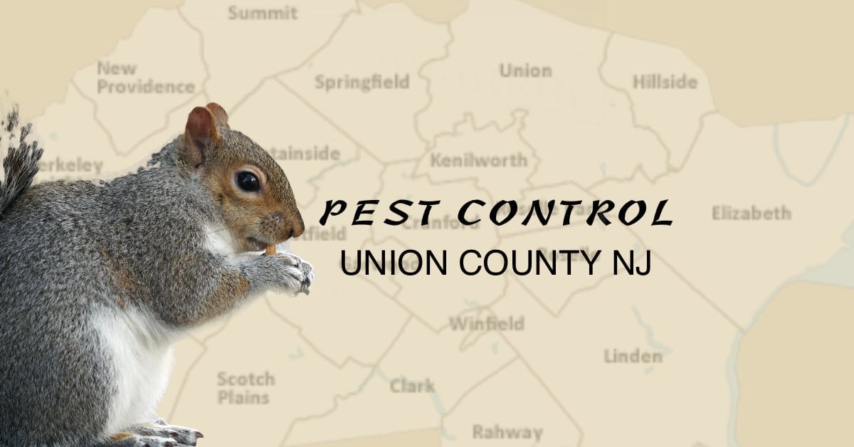 Top Pest Control Union County NJ