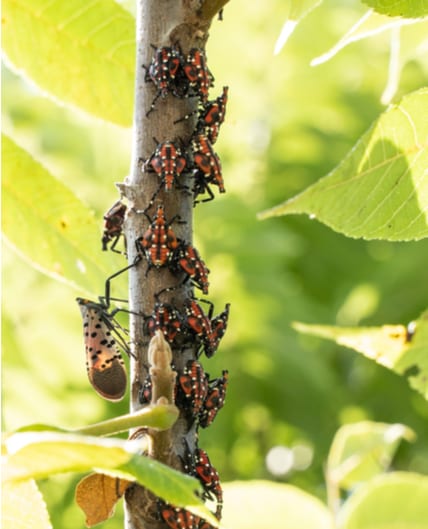 Spotted Lanternfly In Morris County Nj