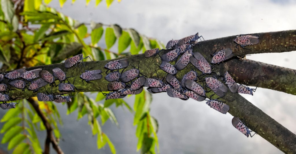 Beware! Christmas Tree Infesting Bug, The Spotted Lanternfly