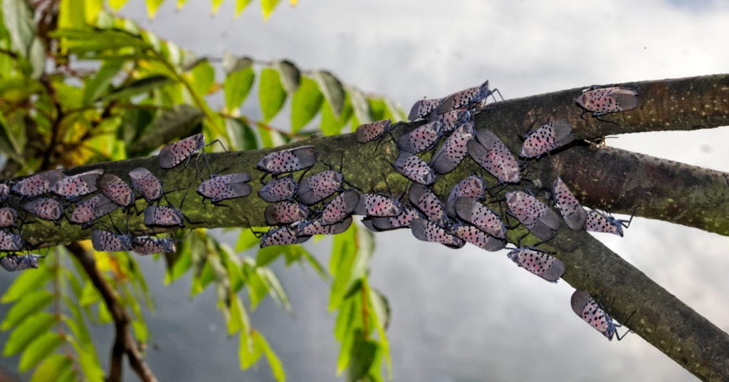 Watch Out! Christmas Tree Infesting Bug, The Spotted Lanternfly 2 Beware! Christmas Tree Infesting Bug, The Spotted Lanternfly