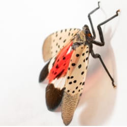 Beware! Christmas Tree Infesting Bug, The Spotted Lanternfly