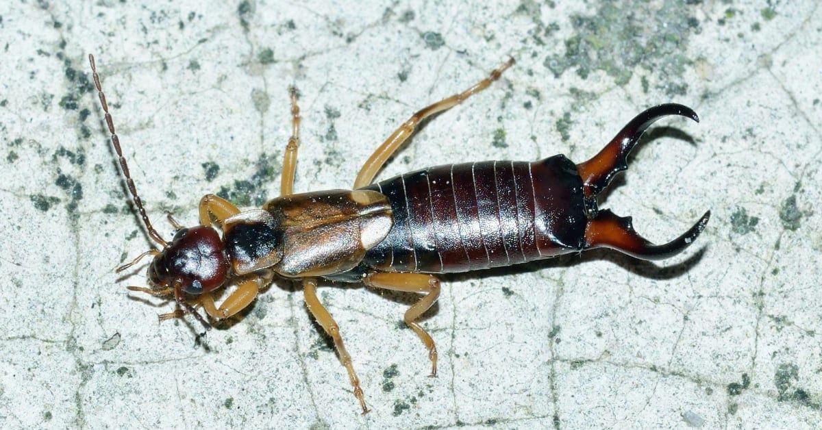 Earwigs? Just What Are They?