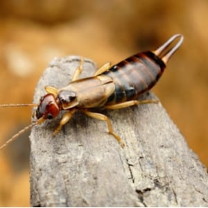 Earwigs? Just What Are They?