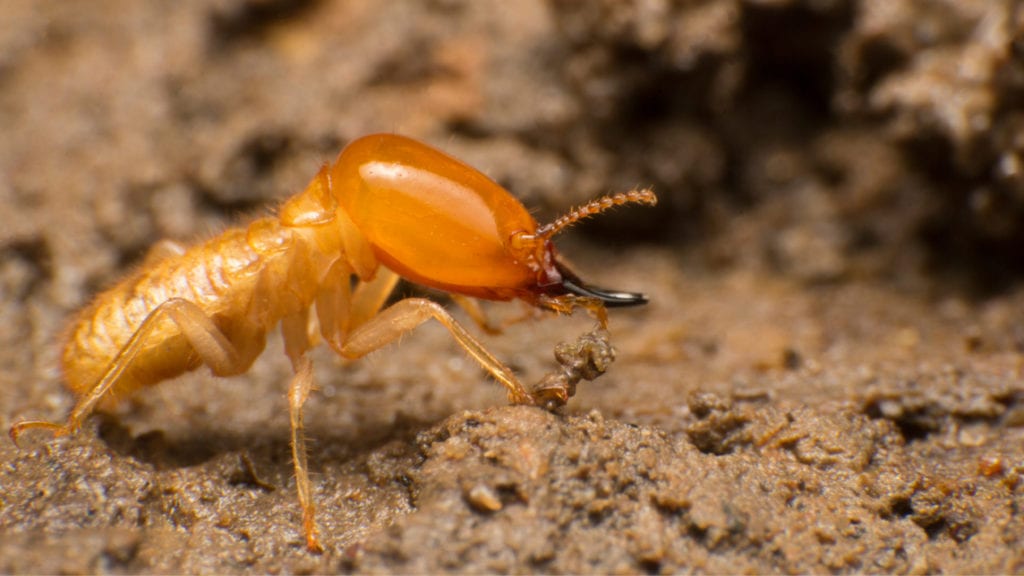 What Attracts Termites To Your Home