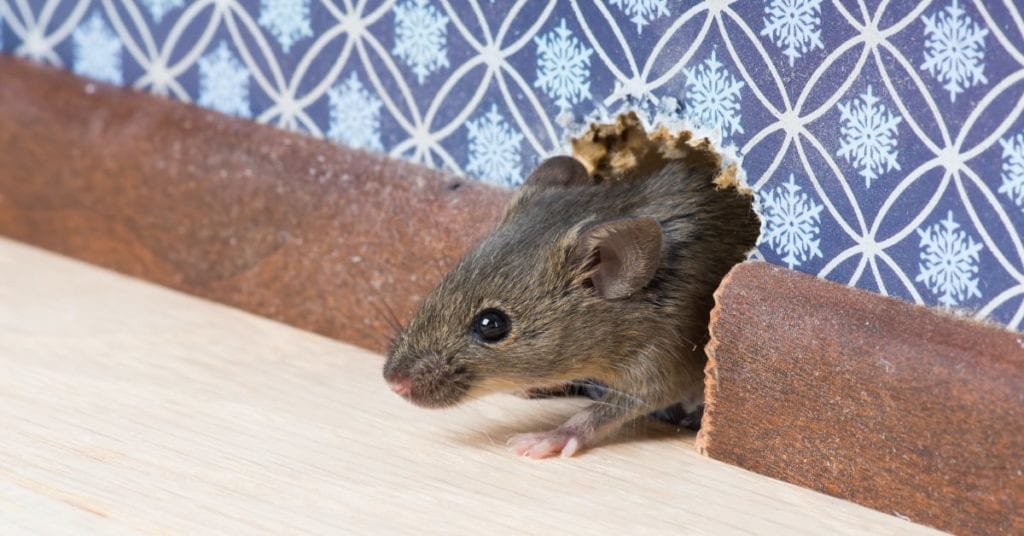 What Rodents Hibernate In The Winter And Which Will Enter Your Home