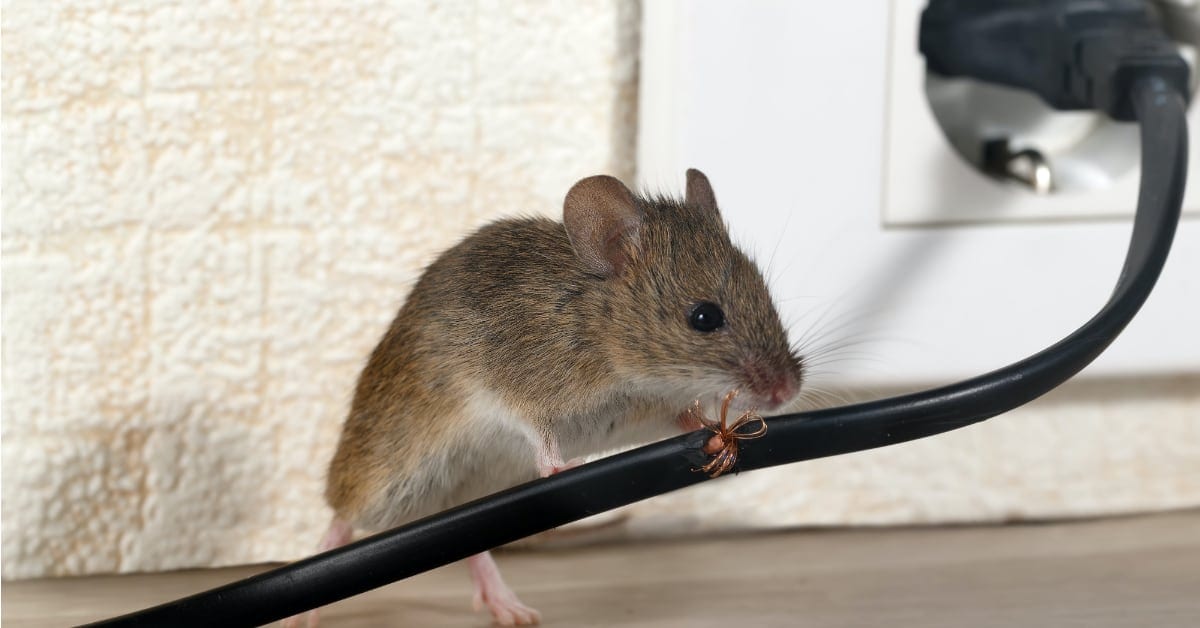 How To Prevent Mice From Chewing Wires