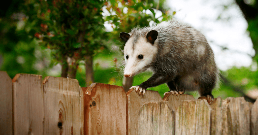 List Of Nuisance Animals And Their Wildlife Management 3 List Of Nuisance Animals And Their Wildlife Management