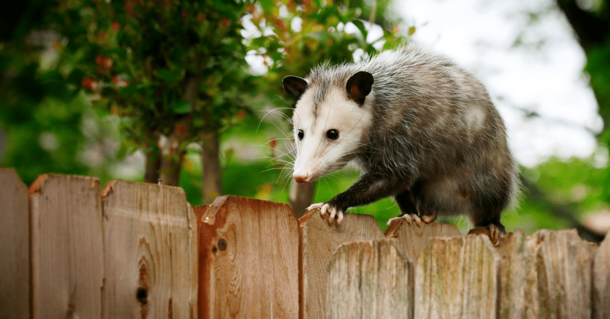 List Of Nuisance Animals And Their Wildlife Management NJ Pest Control