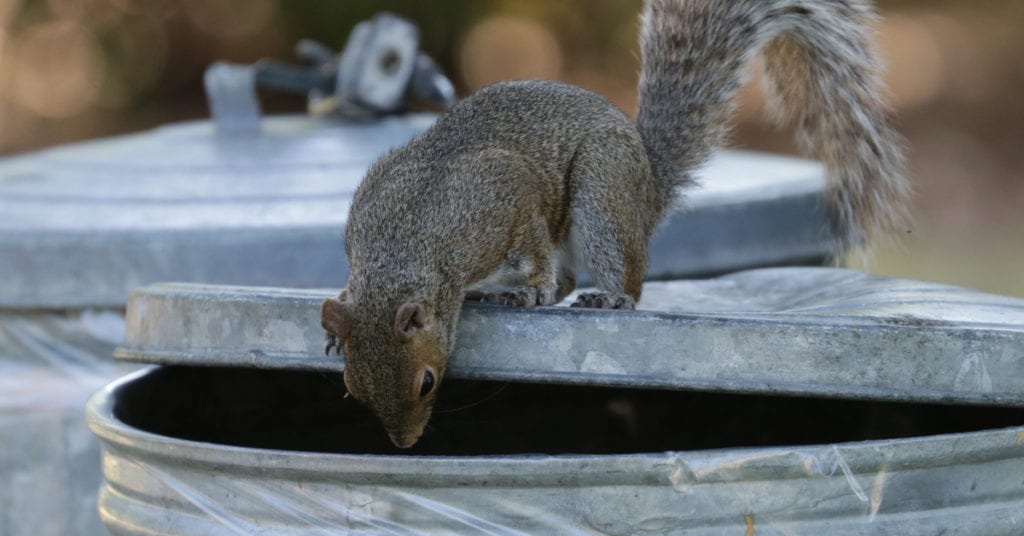 Animal In Garage Eating Garbage, What To Do? 1 Animal In Garage Eating Garbage What To Do