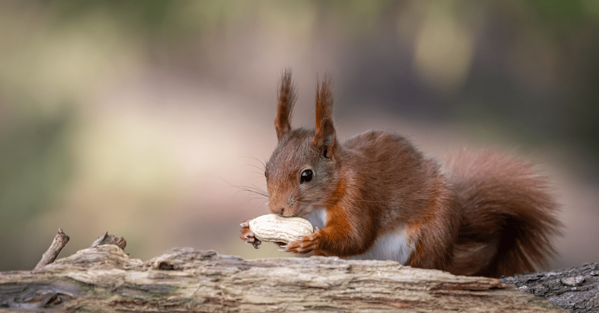 List Of Nuisance Animals And Their Wildlife Management NJ Pest Control