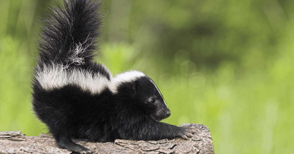 List Of Nuisance Animals And Their Wildlife Management | NJ Pest Control