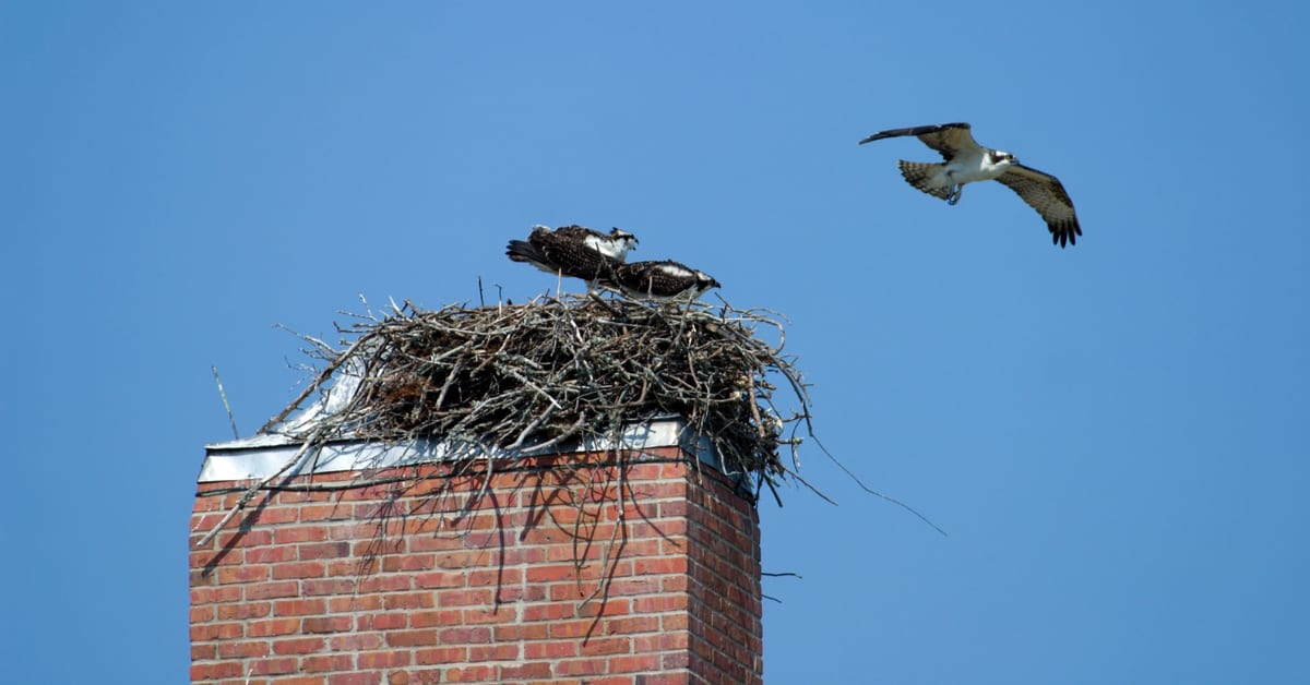 There Are Animals Nesting In My Chimney, What Can I Do? NJ Wildlife