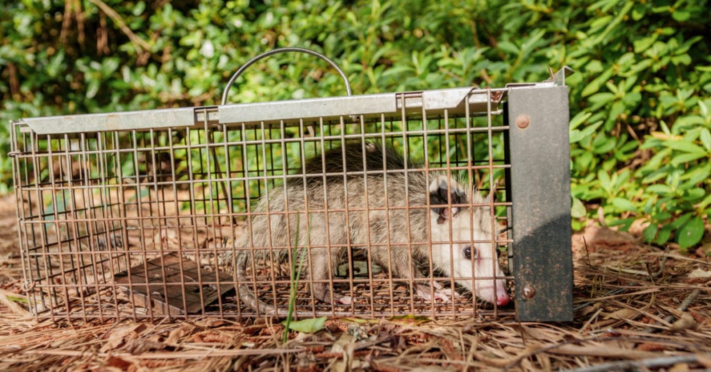 Opossum caught in cage live trap pest control. Wild animal