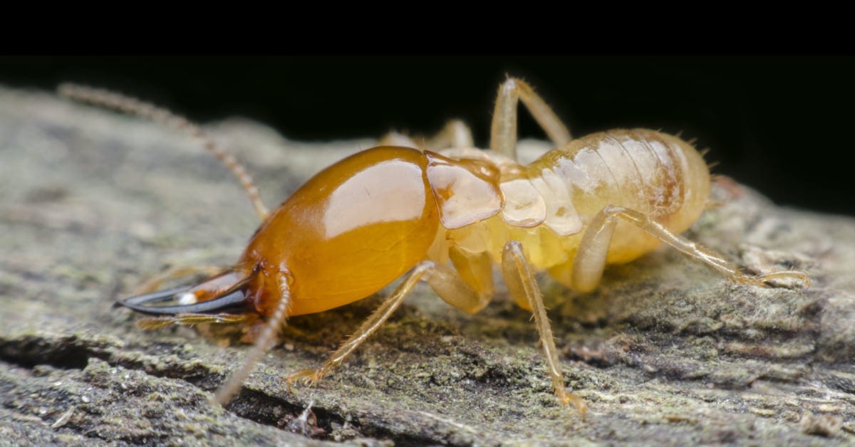 Termites? 7 Early Warning Signs to Be Aware Of