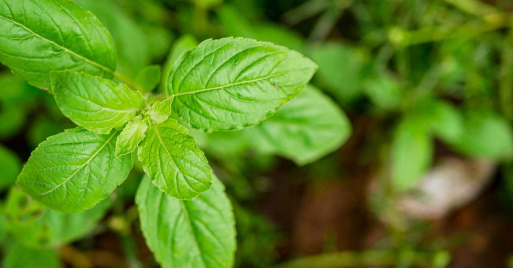 13 Common Garden Plants That Repel Pests, Basil