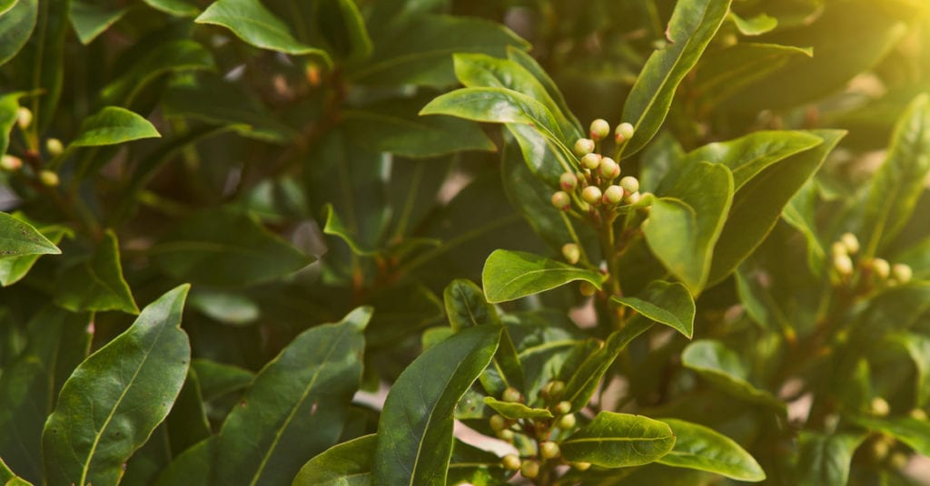 13 Common Garden Plants That Repel Pests, Bay Leaves