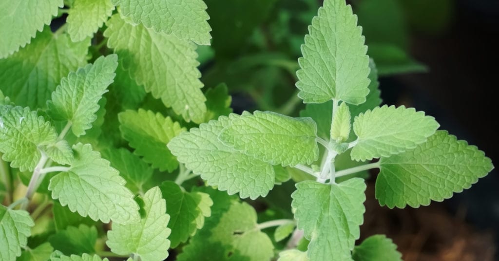 13 Common Garden Plants That Repel Pests, Mint
