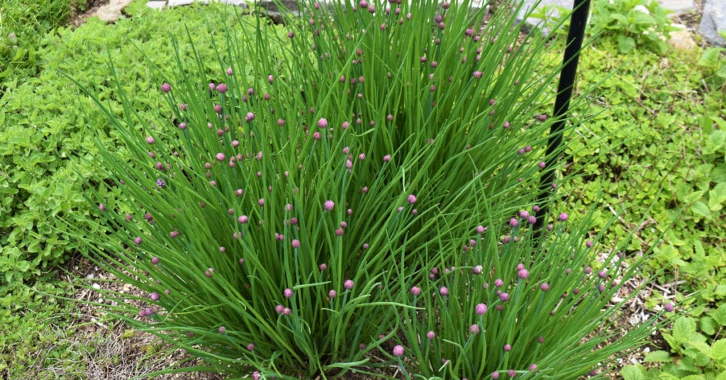 13 Common Garden Plants That Repel Pests 3 13 Common Garden Plants That Repel Pests, Chives