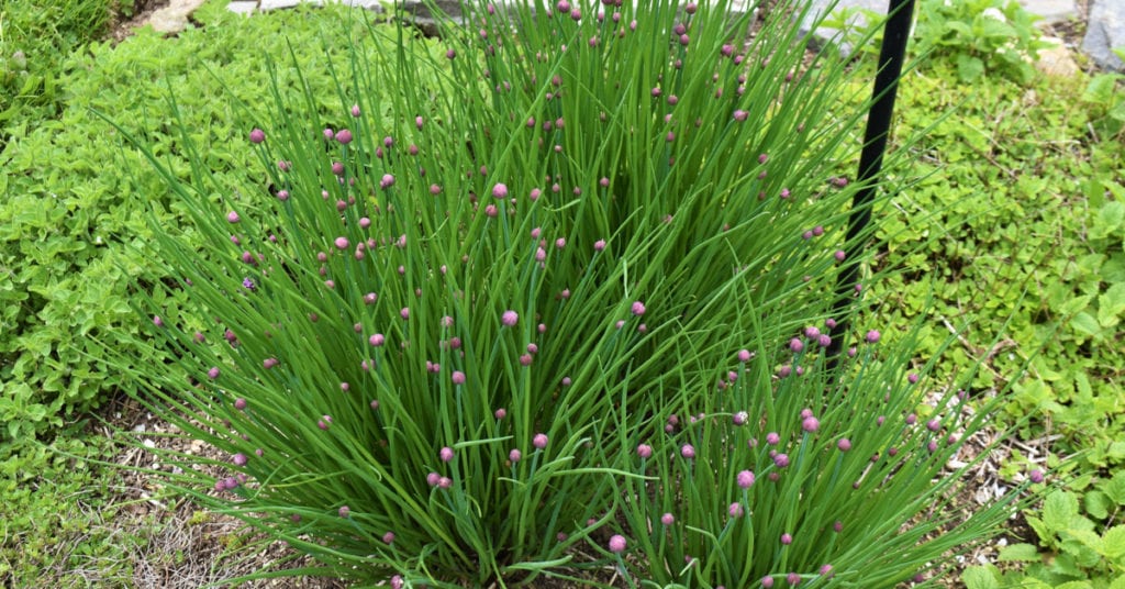 13 Common Garden Plants That Repel Pests, Chives