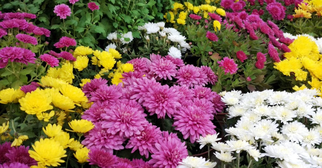 13 Common Garden Plants That Repel Pests, Chrysanthemums