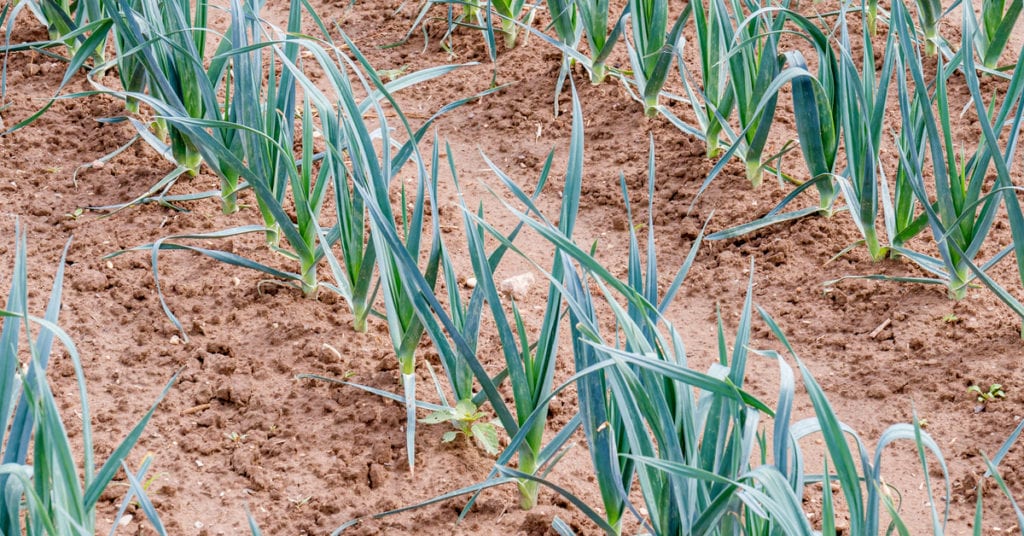 13 Common Garden Plants That Repel Pests, Garlic