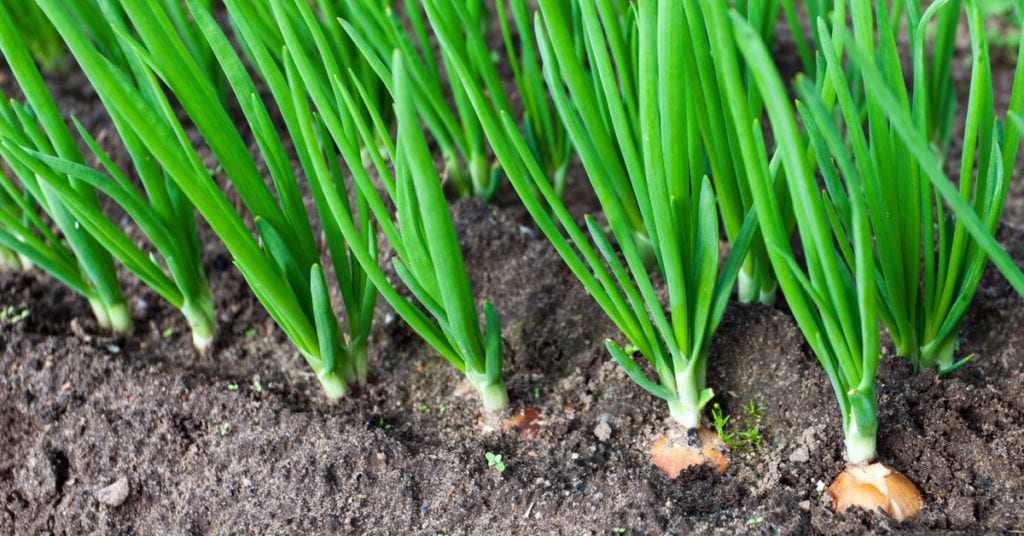 13 Common Garden Plants That Repel Pests, Onions
