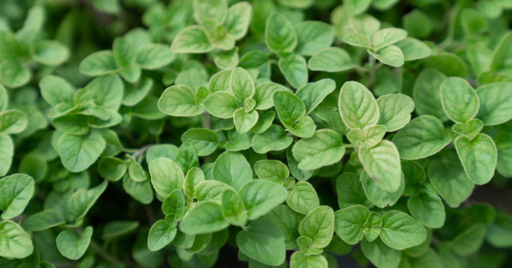 13 Common Garden Plants That Repel Pests, Oregano