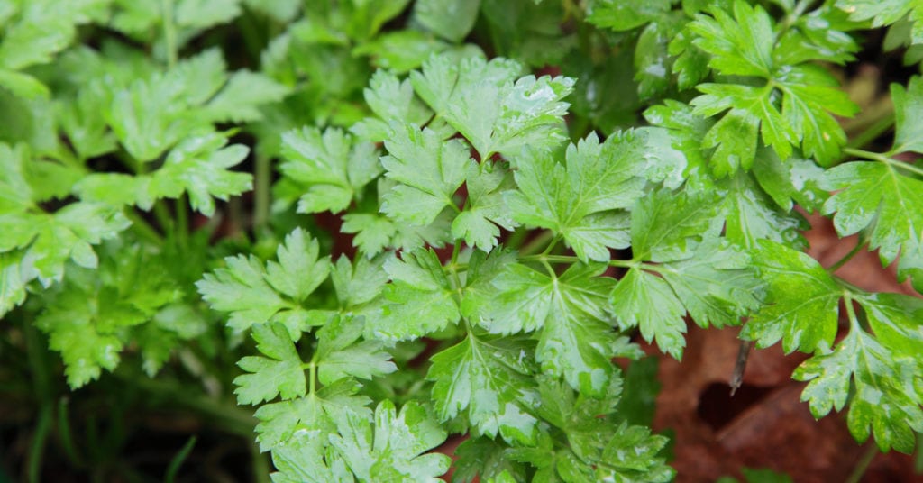 13 Common Garden Plants That Repel Pests, Parsley