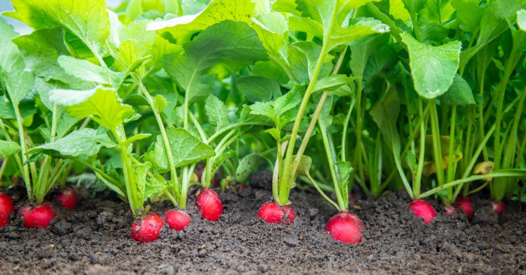 13 Common Garden Plants That Repel Pests, Radish