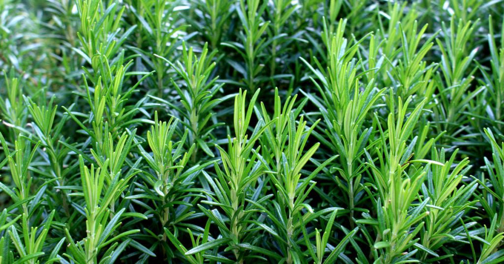 13 Common Garden Plants That Repel Pests, Rosemary