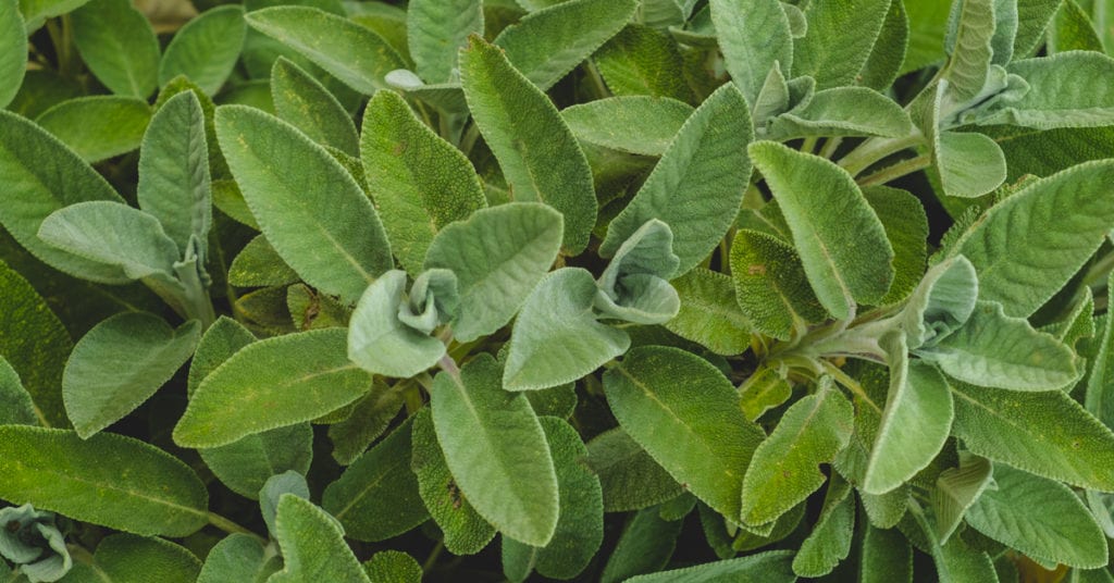 13 Common Garden Plants That Repel Pests 11 13 Common Garden Plants That Repel Pests, Sage