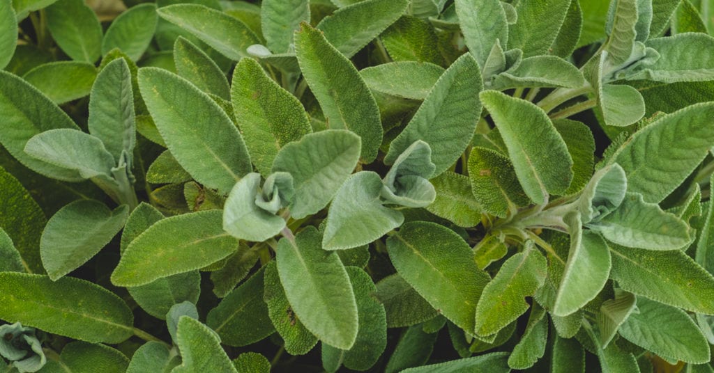 13 Common Garden Plants That Repel Pests, Sage