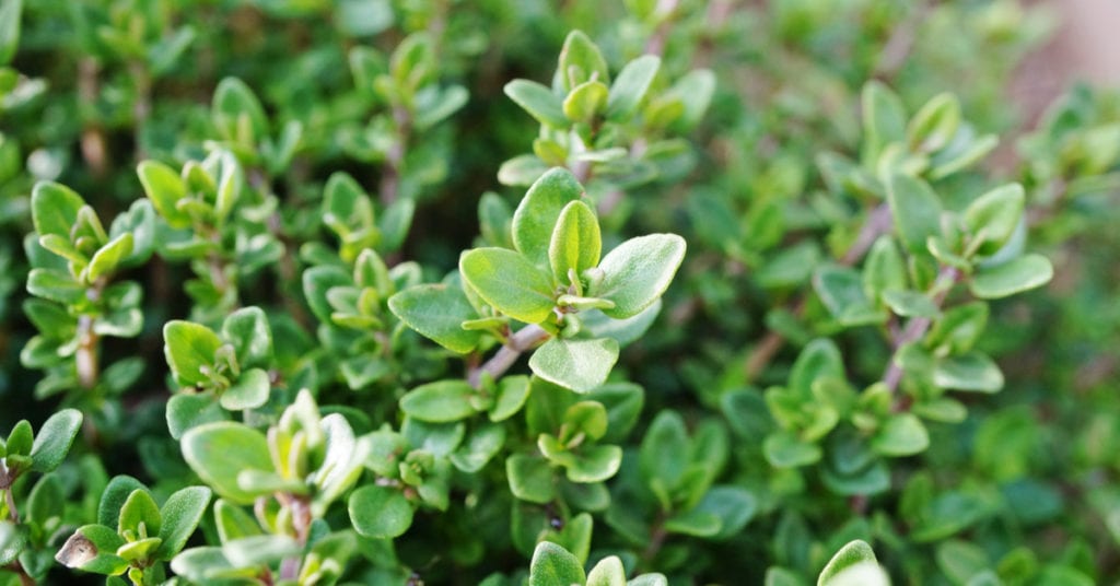 13 Common Garden Plants That Repel Pests, Thyme
