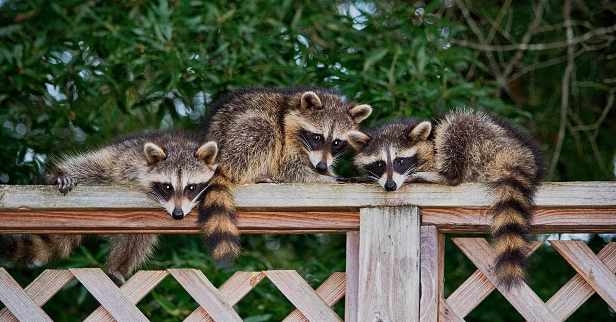 Danger Wildlife animals that Can Be Luring in Your NJ Property