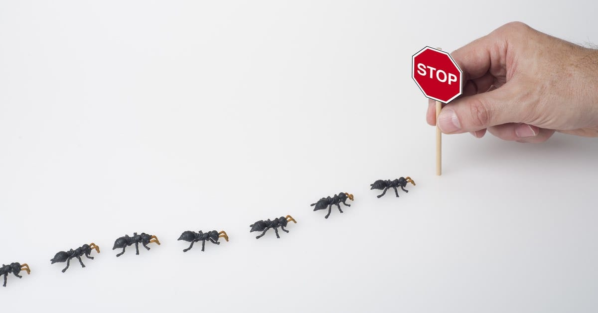 Carpenter ants: the do's and don'ts