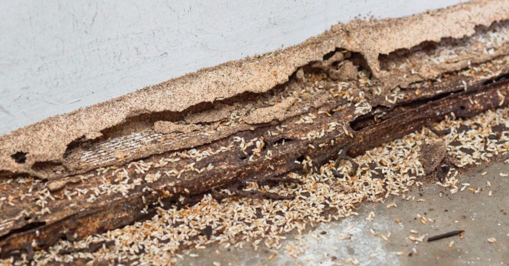 Difference Between Termites And Woodworms 2 Ifference Between Termites And Woodworms