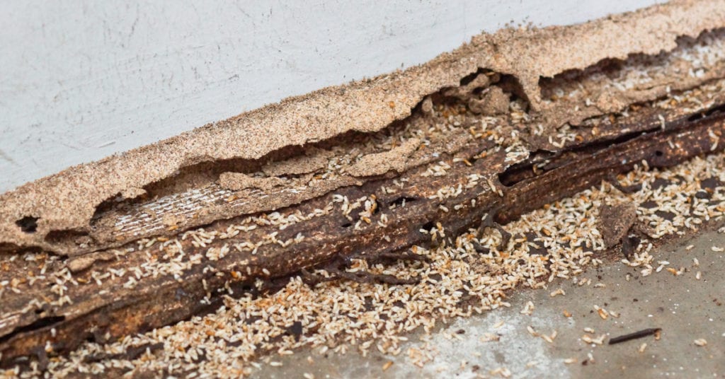 Ifference Between Termites And Woodworms