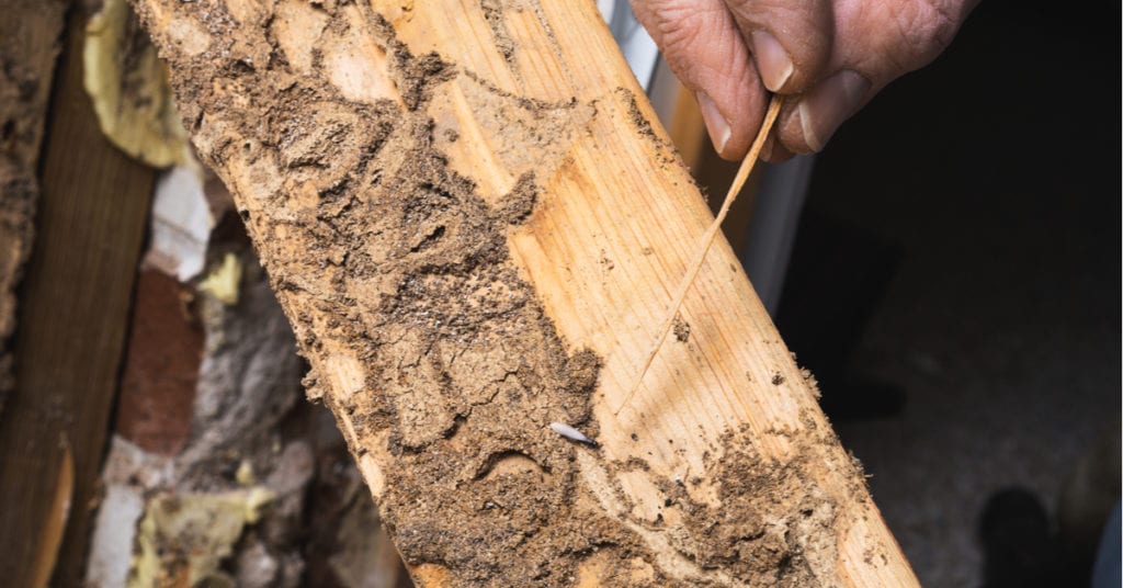 Termite Exterminators New Jersey