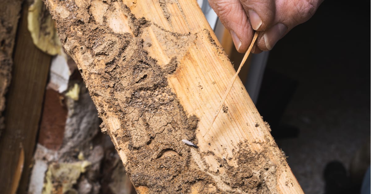Termite exterminators New Jersey