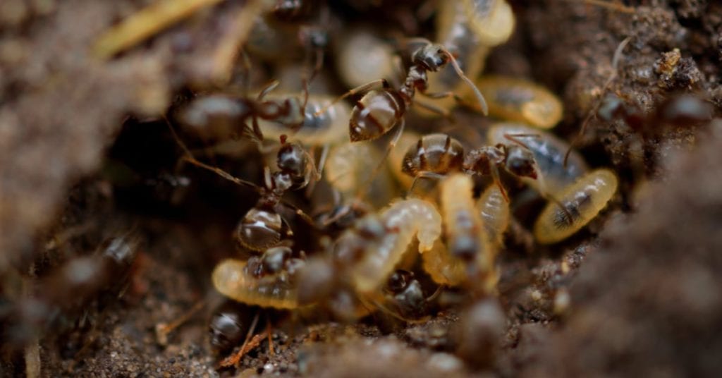 Termite Exterminators, Treatment In New Jersey 1 Termite Exterminators New Jersey