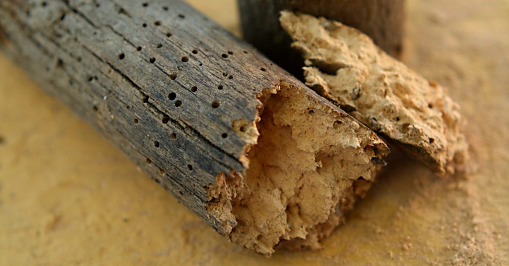 Difference Between Termites And Woodworms 4 Difference Between Termites And Woodworms